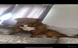 American Bulldog dogs for stud: American bulldog cross for STUD - Image 4