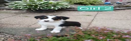 Border Collie dogs for sale: Border collie pups for sale - Advert 10