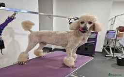 Mixed Breed dogs for sale: Saint Bernadoodles F1  - Image 12