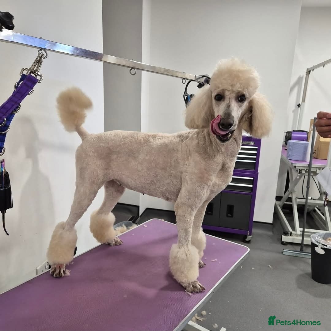 Mixed Breed dogs for sale: Saint Bernadoodles F1  - Image 12