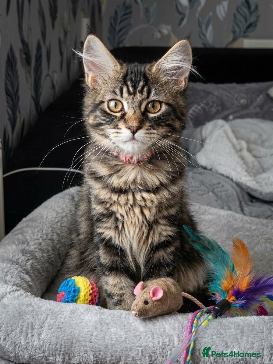 Maine Coon cats Tested SMA,PK,HCM,Only two,left.Maine Coon Kittens - Advert 1