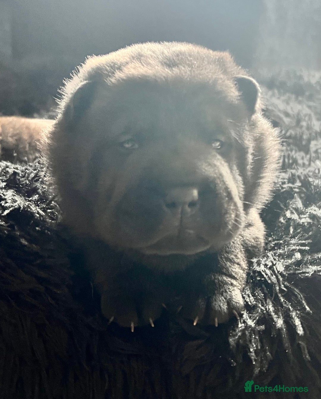 Mixed Breed dogs for sale: ChowPei Pups  - Advert 31