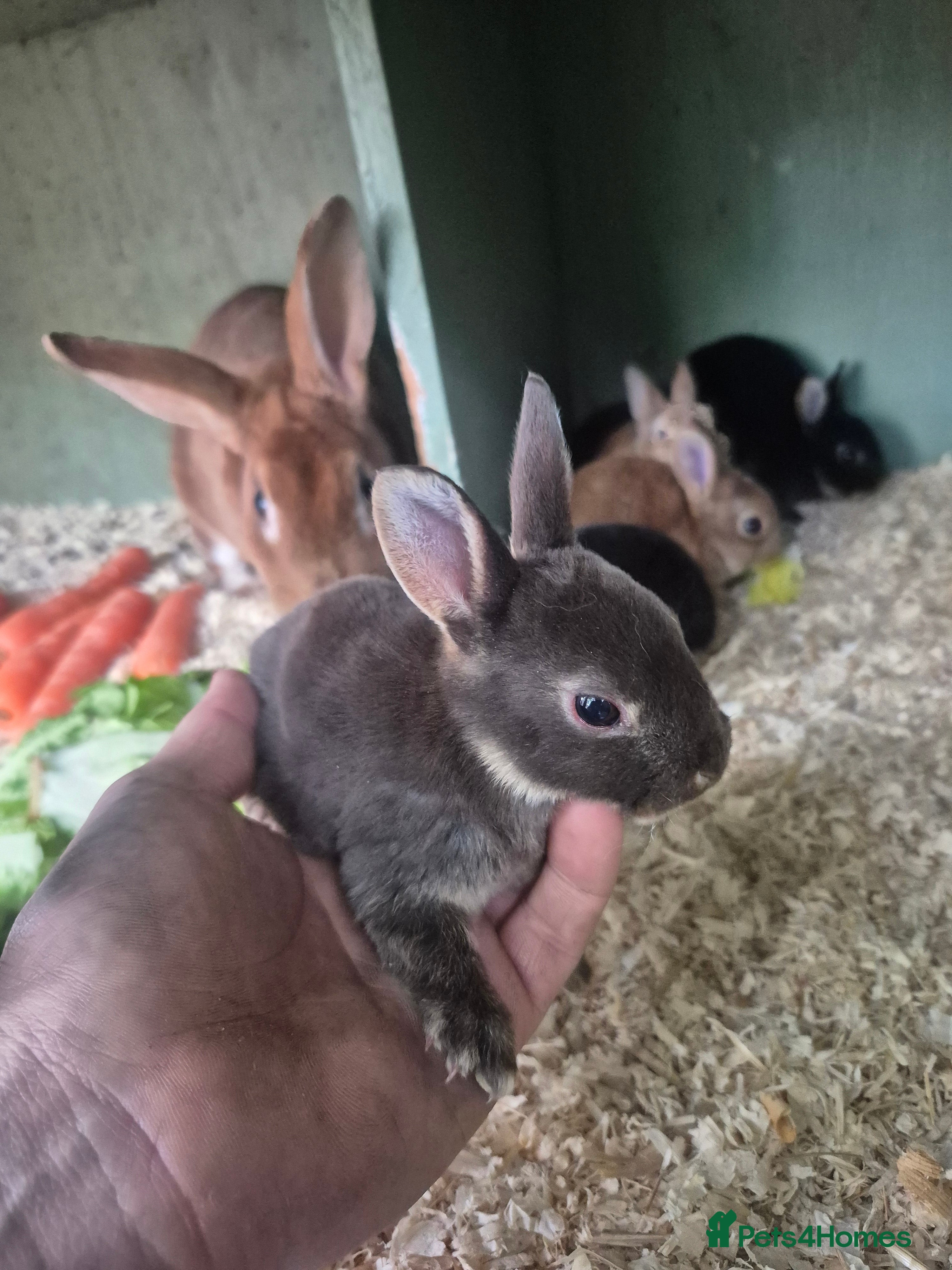 Rex rabbits for sale: Standard rex rabbits  - Advert 1