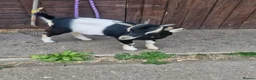 Goats livestock for sale: Pigmy goats female - Advert 4