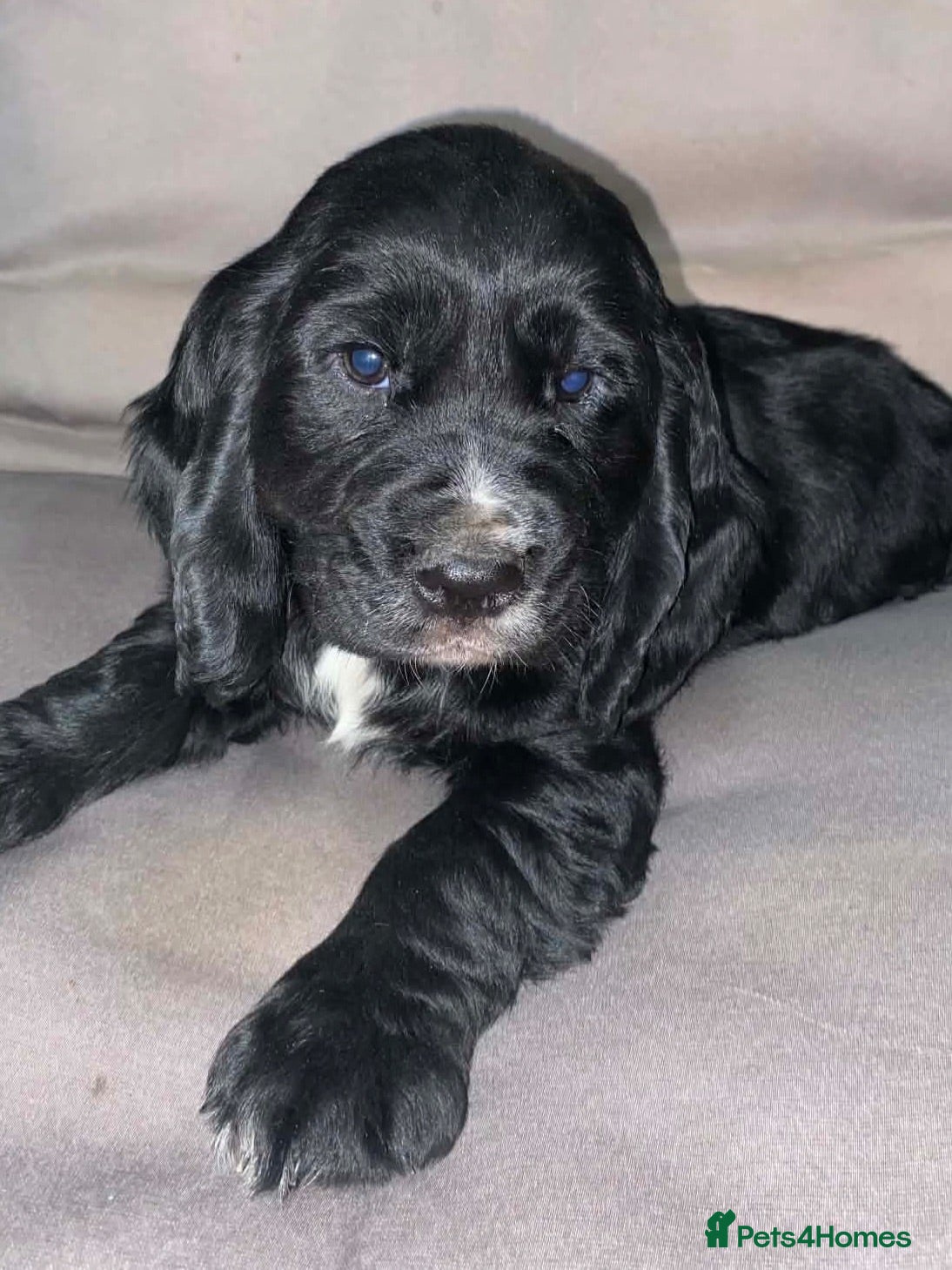 Cocker Spaniel dogs KC Cocker Spaniel Dog Pup - Advert 1