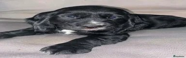 Cocker Spaniel 1