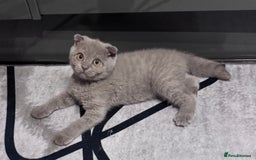 Scottish Fold cats for sale: Scotish kitten  - Image 7