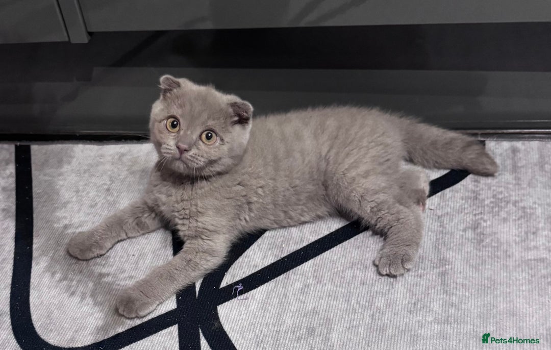 Scottish Fold cats for sale: Scotish kitten  - Image 7