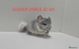 Chinchilla rodents for sale: STUNNING BABIES CHINCHILLA MIX COLOURS AND GENDER  - Image 5
