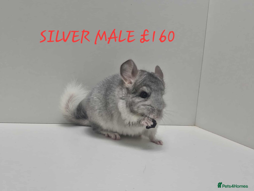 Chinchilla rodents for sale: STUNNING BABIES CHINCHILLA MIX COLOURS AND GENDER  - Image 5
