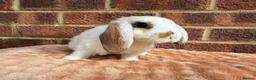 Mini Lop rabbits for sale: Two mini lop sisters available  - Advert 2