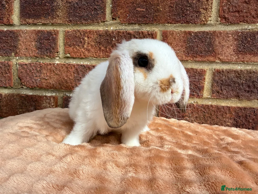 Mini Lop rabbits for sale: Two mini lop sisters available  - Advert 2