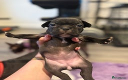 Mixed Breed dogs for sale: Frenchtons - Boston Terrier x Frenchie - Image 15