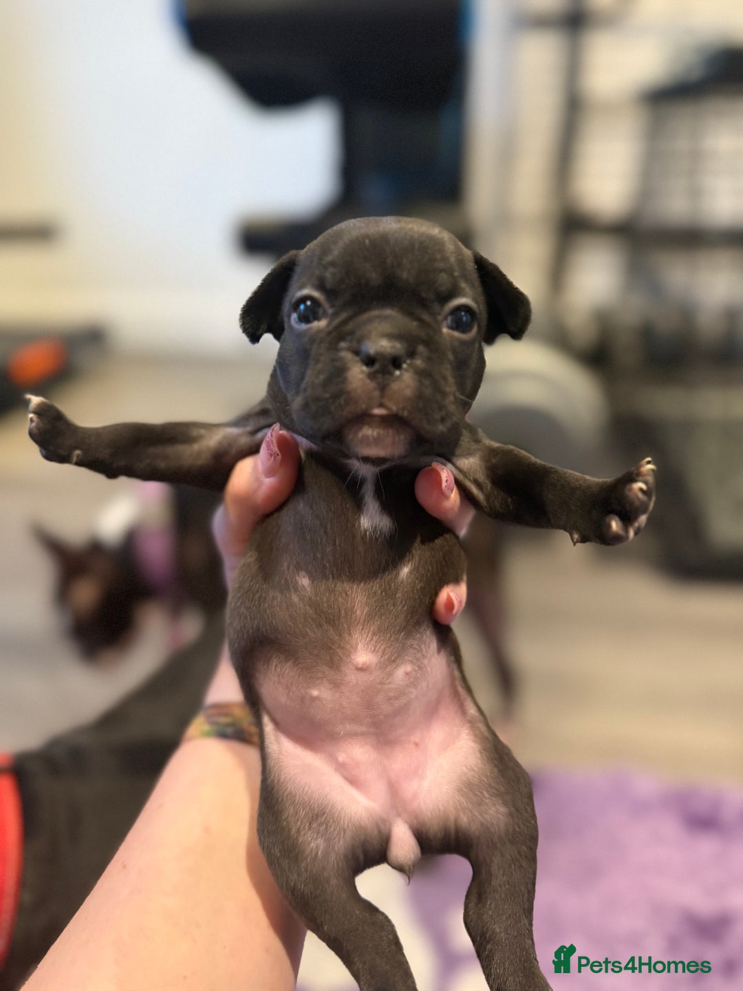 Mixed Breed dogs for sale: Frenchtons - Boston Terrier x Frenchie - Image 15