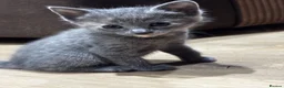 Mixed Breed cats for sale: 3 little kittens in Camborne  in Camborne - Advert 2