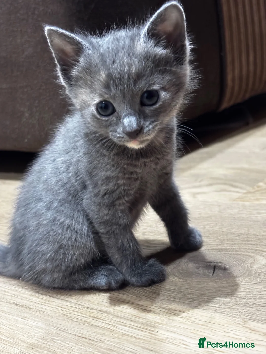 Mixed Breed cats for sale: 3 little kittens in Camborne  in Camborne - Advert 2