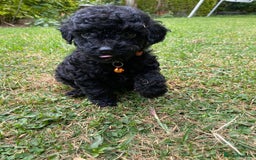 Miniature Poodle dogs for sale: 💌 To Loving Homes Only: - Image 12