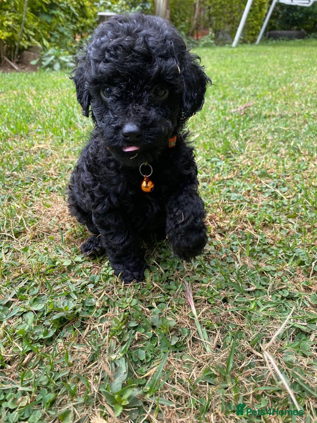 Miniature Poodle dogs for sale: 💌 To Loving Homes Only: - Image 12