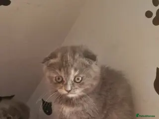 Scottish Fold cats Scottish fold - Advert 6