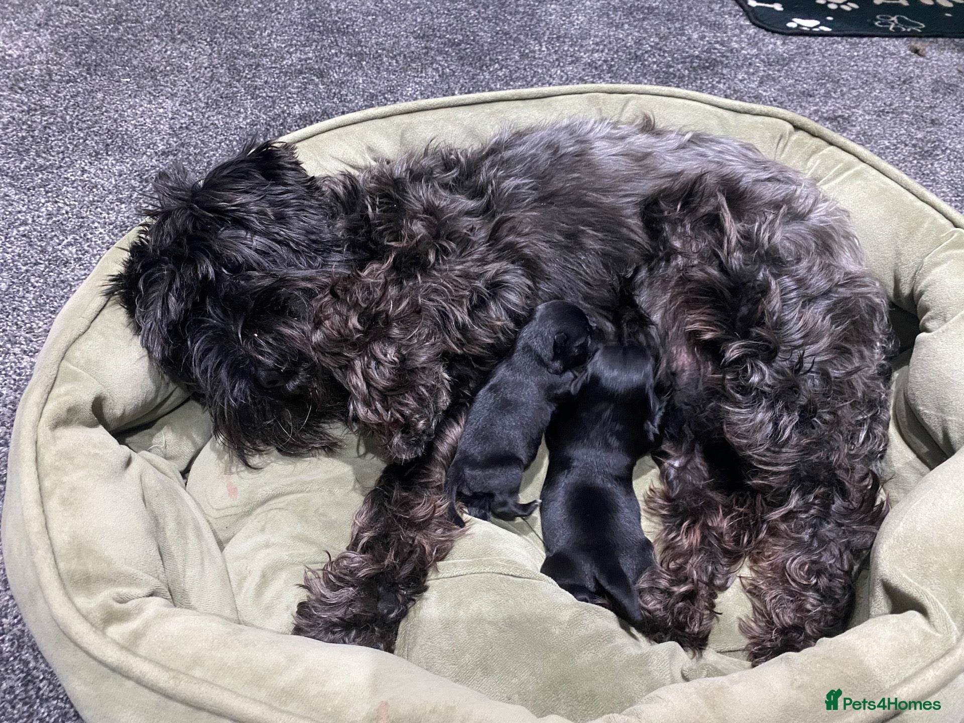 Miniature Schnauzer dogs Beautiful Miniature Schnauzers 2 x Black Girls  - Advert 1