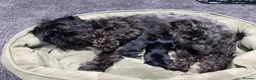 Miniature Schnauzer dogs for sale: Beautiful Miniature Schnauzers 2 x Black Girls  - Advert 1
