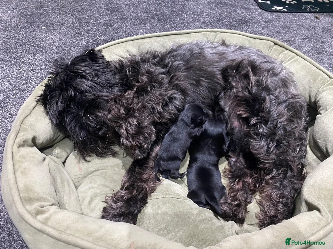Miniature Schnauzer dogs for sale: Beautiful Miniature Schnauzers 2 x Black Girls  - Advert 1