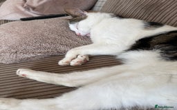 British Shorthair cats for sale: DOMESTIC SHORTHAIR Male - chipped and neutered  - Advert 3