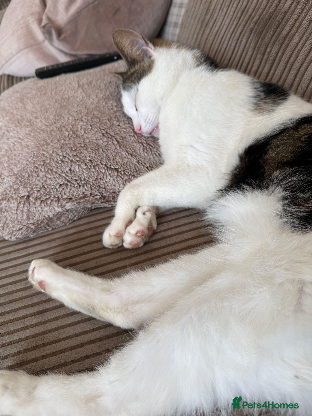 British Shorthair cats for sale: DOMESTIC SHORTHAIR Male - chipped and neutered  - Advert 3