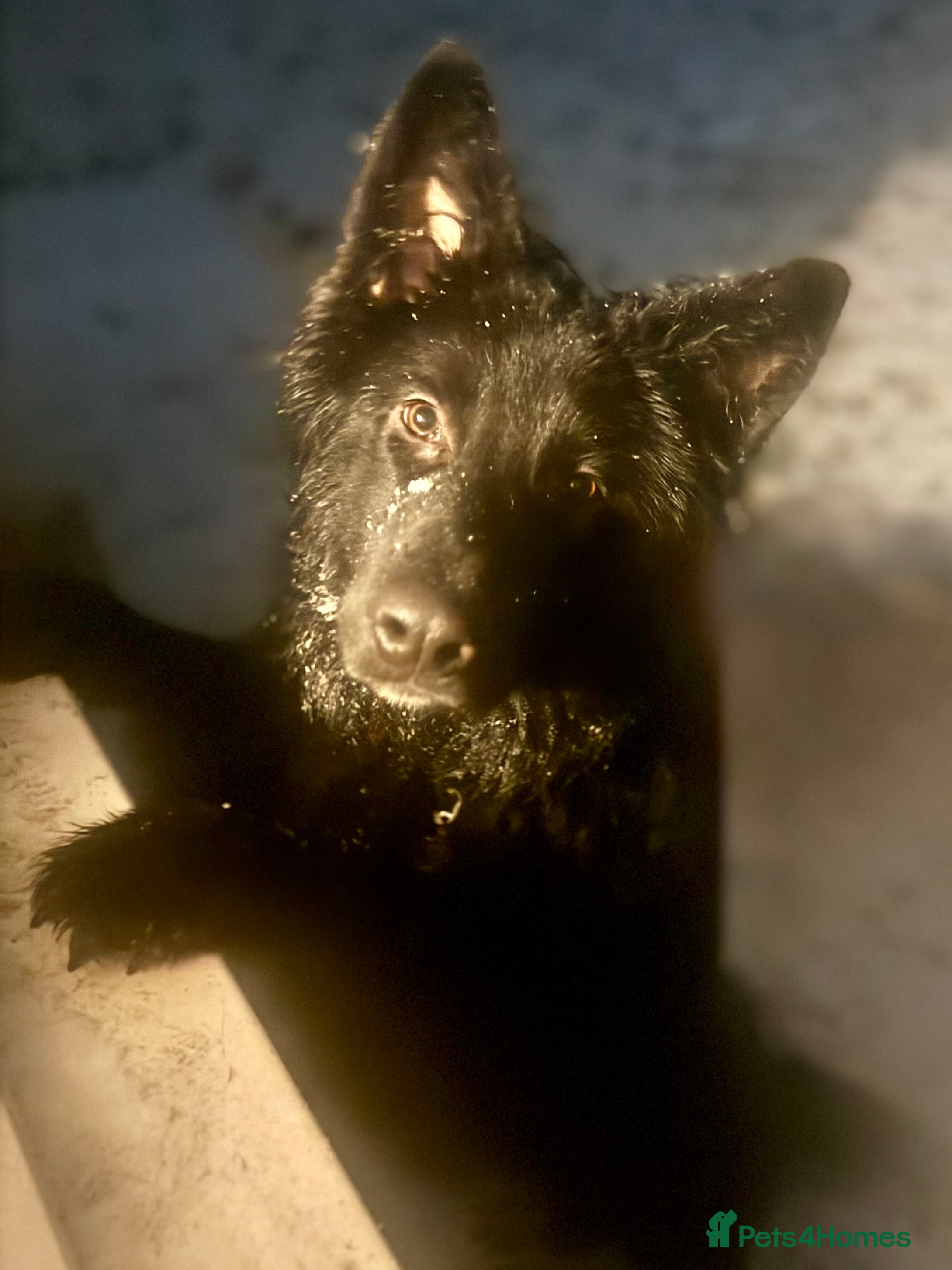 German Shepherd dogs 9 Month Old Male German Shepherd - Advert 7