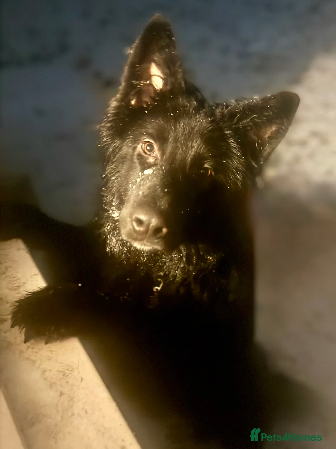 German Shepherd dogs for sale: 9 Month Old Male German Shepherd - Advert 1