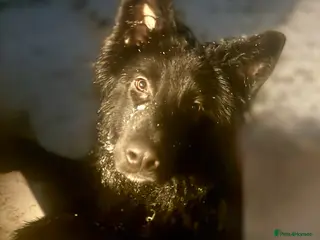 German Shepherd dogs 9 Month Old Male German Shepherd - Advert 15