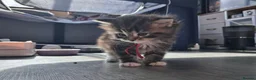 Norwegian Forest Cat cats for sale: Little kitten  - Advert 3