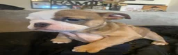 English Bulldog dogs for sale: KC reg Pedigree English bulldogs  - Advert 18