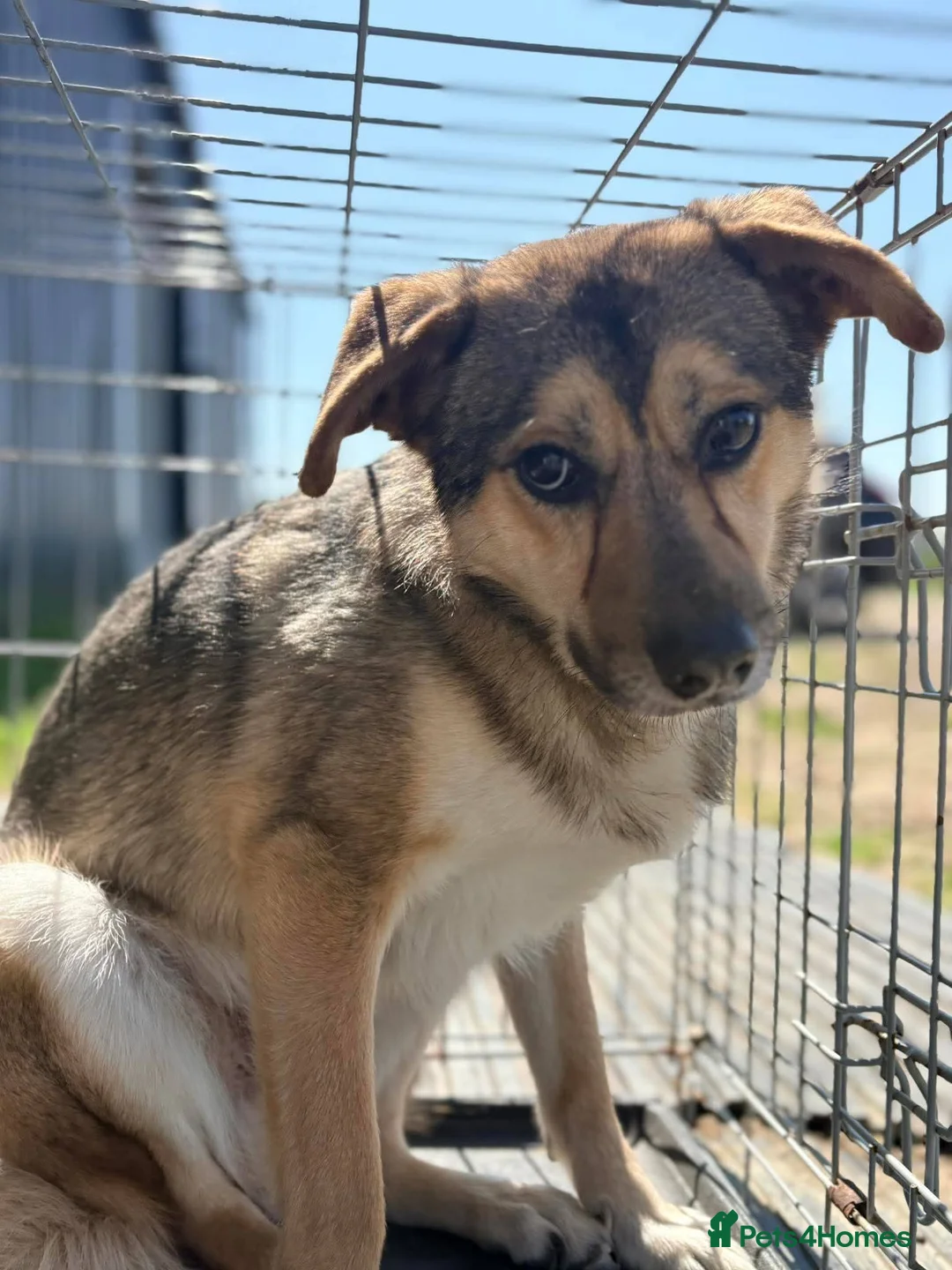 Mixed Breed dogs for adoption: Meet Bramble,currently residing in Essex  in Frinton-on-Sea - Advert 4