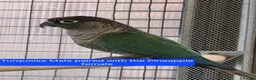 Conures birds for sale: Green Cheek conures - DNA sexed - Advert 4