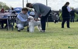 Standard Poodle dogs for stud: Standard Poodle Stud  in Shrewsbury - Image 18