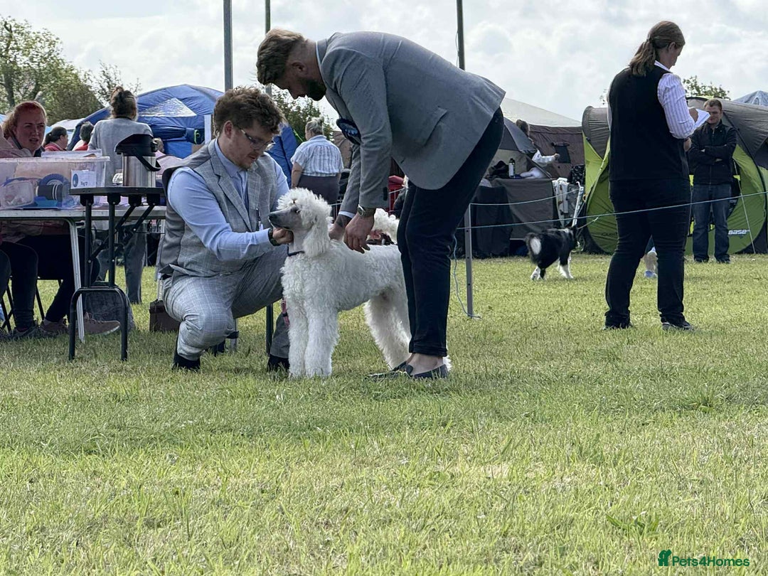 Standard Poodle dogs for stud: Standard Poodle Stud  in Shrewsbury - Image 18