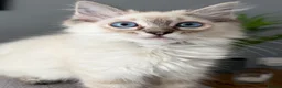Ragdoll cats for sale:     💙 Stunning Pedigree Ragdoll Kittens GCCF - Advert 3