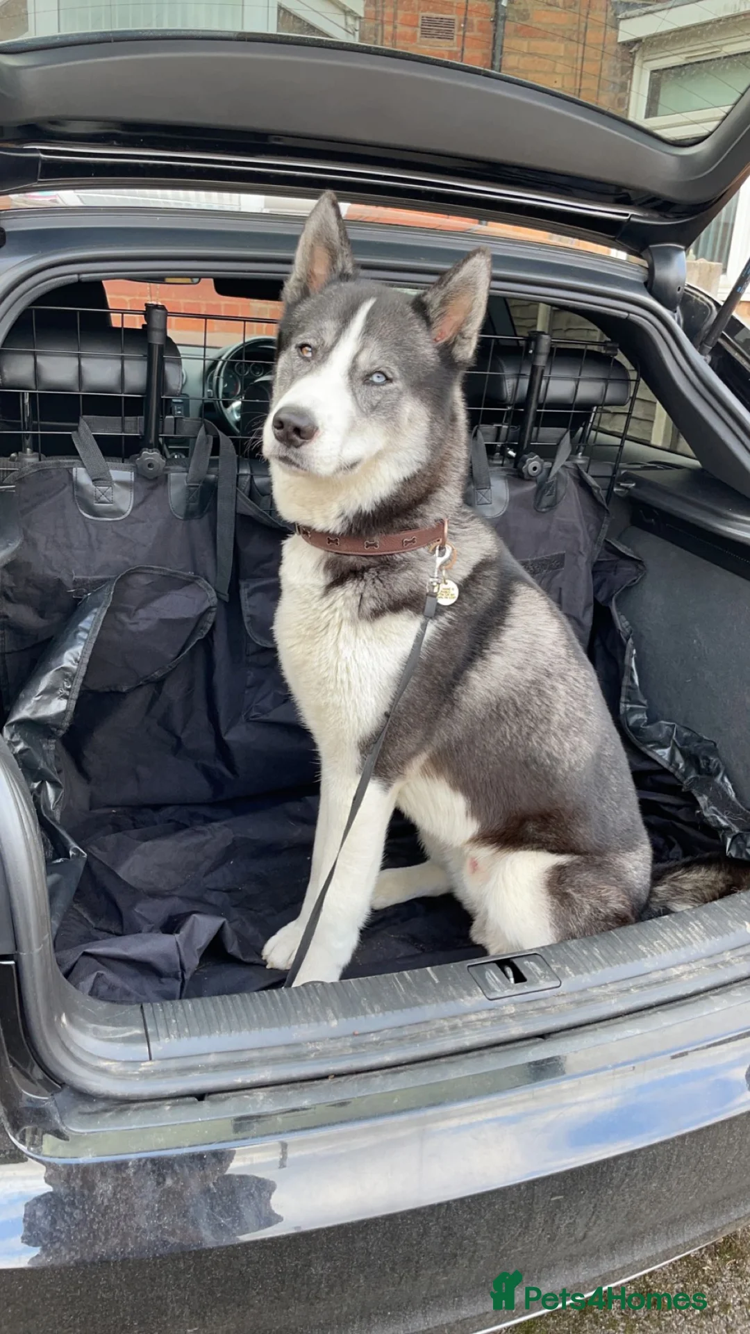Siberian Husky dogs for stud: Pablo  in Birmingham - Advert 5
