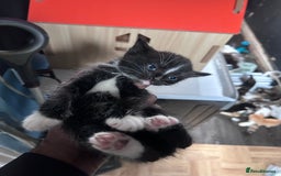 Mixed Breed cats for sale: Beautiful Kittens Available - Image 8