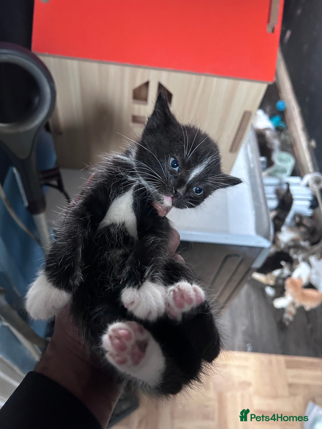 Mixed Breed cats for sale: Beautiful Kittens Available - Image 8