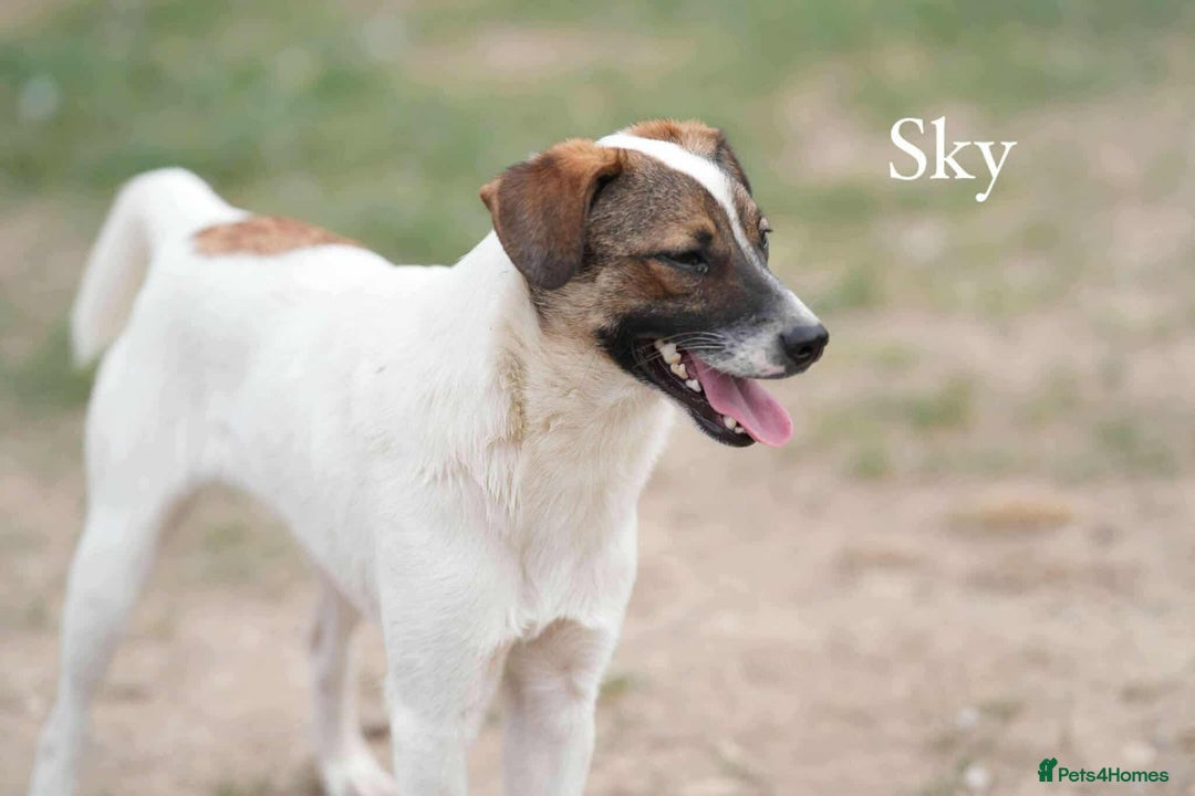Mixed Breed dogs for adoption: 🐾 Say hello to Sky  - Advert 4