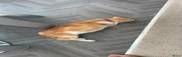 Mixed Breed cats for sale: Beautiful litter kittens (NOT READY YET )  - Advert 1