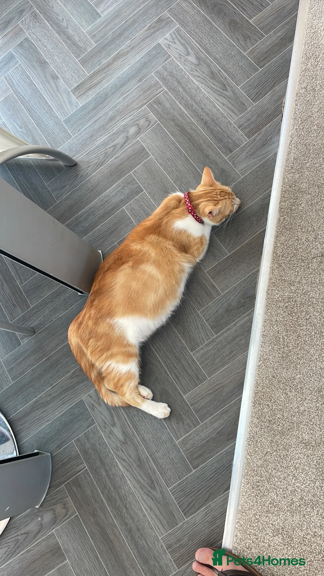 Mixed Breed cats for sale: Beautiful litter kittens (NOT READY YET )  - Advert 1