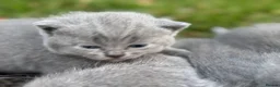 British Shorthair cats for sale: Stunning Grey British Shorthair - Advert 7