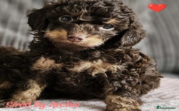 Toy Poodle dogs for stud: Proven Chocolate Sable Toy Poodle Stud in Mexborough - Image 4