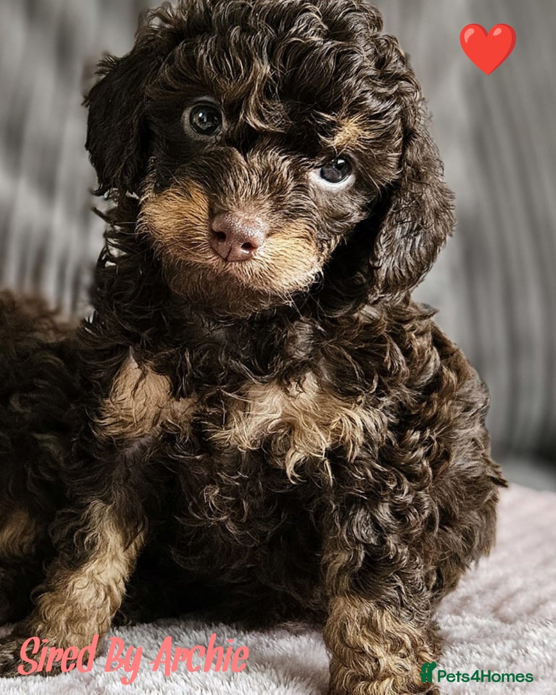 Toy Poodle dogs for stud: Proven Chocolate Sable Toy Poodle Stud in Mexborough - Image 4