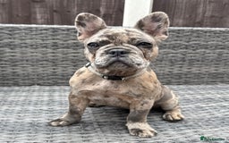 French Bulldog dogs for sale: French Bulldog Puppies with 3 Vaccines Included in Walton-on-Thames - Image 30