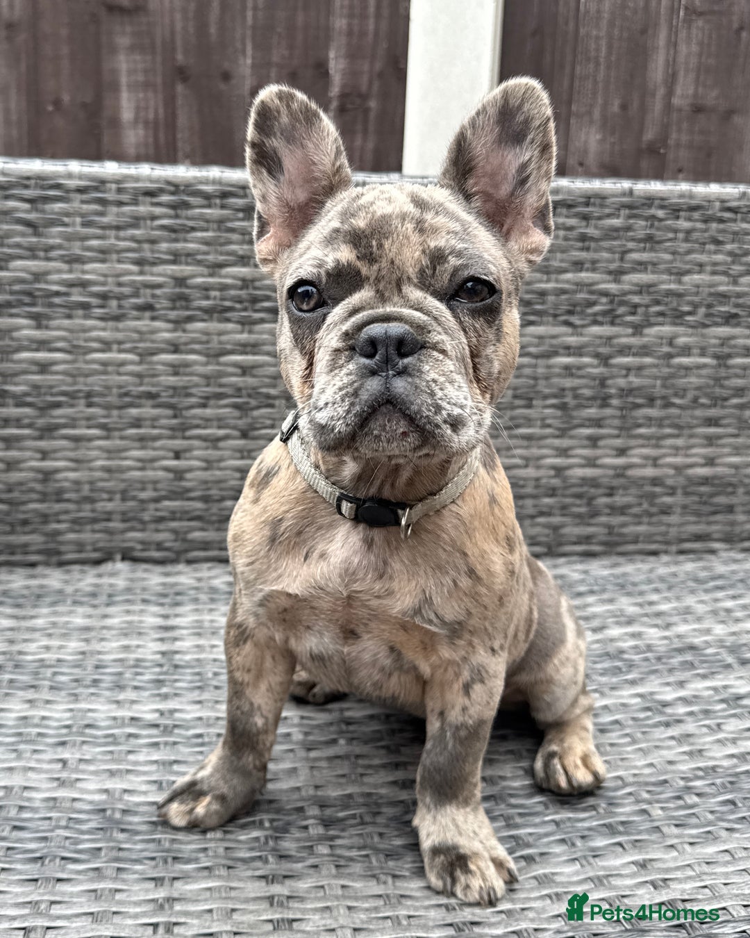 French Bulldog dogs for sale: French Bulldog Puppies with 3 Vaccines Included in Walton-on-Thames - Image 30