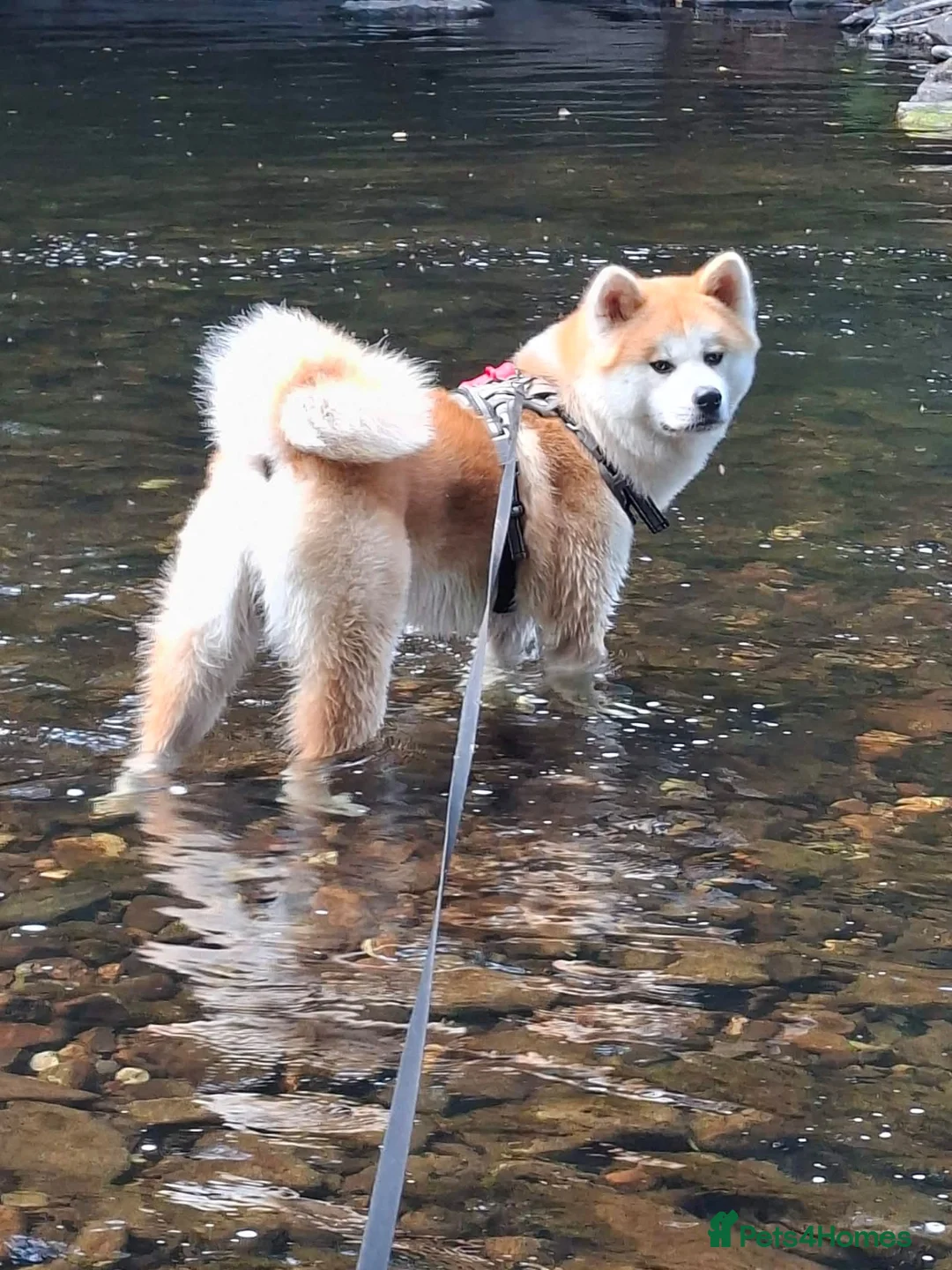 Akita dogs for stud: Akita inu  in Barry - Advert 1